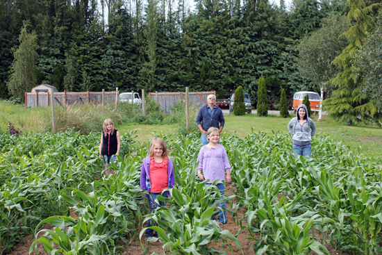 corn patch